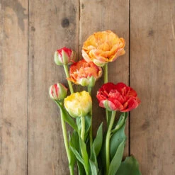 Gudoshnik Double -US Garden Supplies Sales 2024 04448 01 gudoshnickdouble