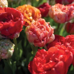 Gudoshnik Double -US Garden Supplies Sales 2024 04448 03 gudoshnickdouble