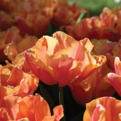 Astronaut Andre Kuipers -US Garden Supplies Sales 2024 04482 01 astronautandrekuipers