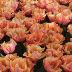 Astronaut Andre Kuipers -US Garden Supplies Sales 2024 04482 02 astronautandrekuipers