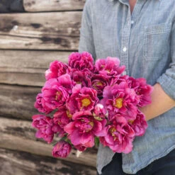 Margarita -US Garden Supplies Sales 2024 04556 01 margarita