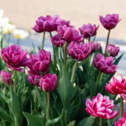 Margarita -US Garden Supplies Sales 2024 04556 03 margarita