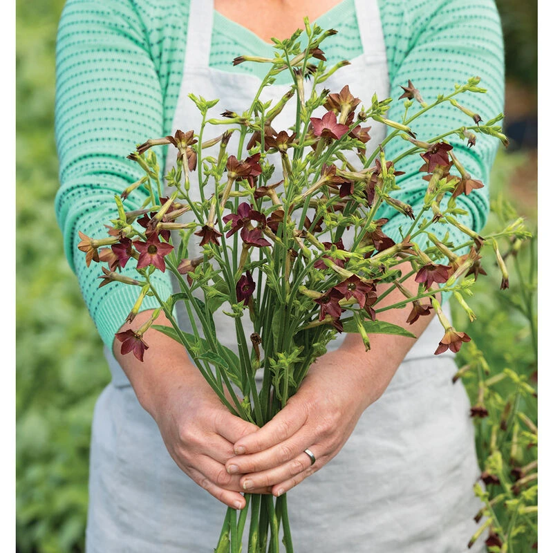 Bronze Queen 2 Bronze Queen - Image 2