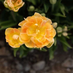 Charming Beauty 8 Charming Beauty -US Garden Supplies Sales 2024 04561 04 charming beauty