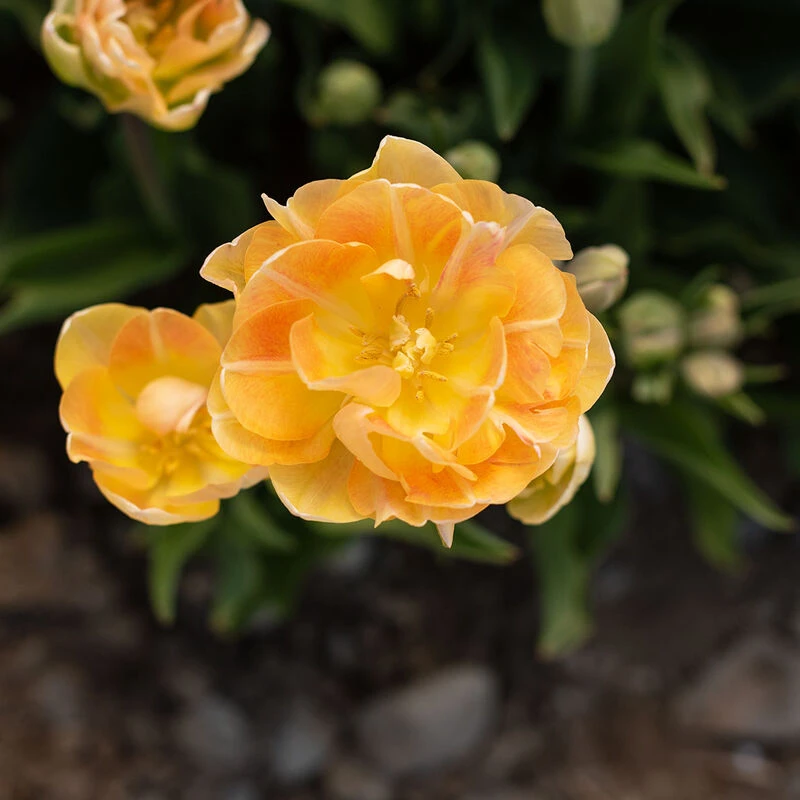 Charming Beauty 4 Charming Beauty - Image 4