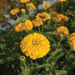 Giant Golden Yellow -US Garden Supplies Sales 2024 04587g 02 giant golden yellow