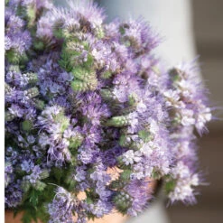 Phacelia -US Garden Supplies Sales 2024 04771 04 phacelia
