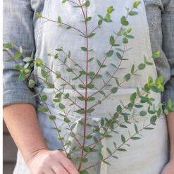 Small-Leaved Gum -US Garden Supplies Sales 2024 04793 03 smallleaved gum