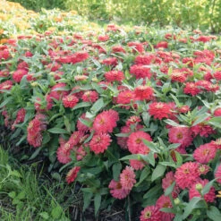 Double Zahara™ Salmon -US Garden Supplies Sales 2024 04936 02 double zahara salmon zinnia