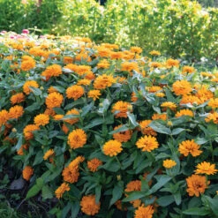 Double Zahara™ Bright Orange 3 Double Zahara™ Bright Orange -US Garden Supplies Sales 2024 04937 02 double zahara bright orange zinnia