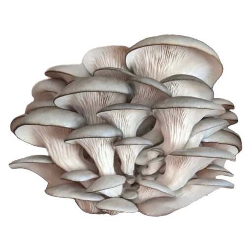 Blue Oyster 'Spray & Grow' Kit -US Garden Supplies Sales 2024 06600g 01 blue oyster spray n grow kit mushroom