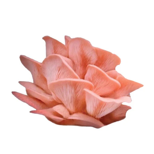 Pink Oyster 'Spray & Grow' Kit -US Garden Supplies Sales 2024 06602g 01 pink oyster spray n grow kit mushroom