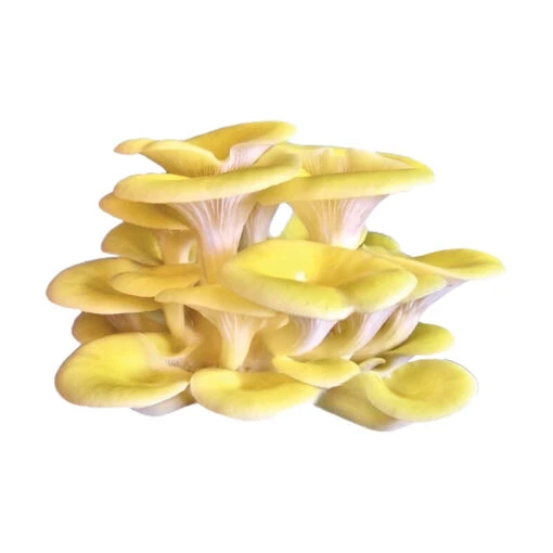 Golden Oyster 'Spray & Grow' Kit -US Garden Supplies Sales 2024 06603g 01 golden oyster spray n grow kit mushroom