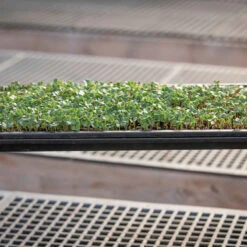 Microgreens Reservoir Tray 6 Microgreens Reservoir Tray -US Garden Supplies Sales 2024 06797 03 microgreensgrowingtray