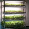 Full-Size Seedling Light Cart – 12 Trays, 480 Watts