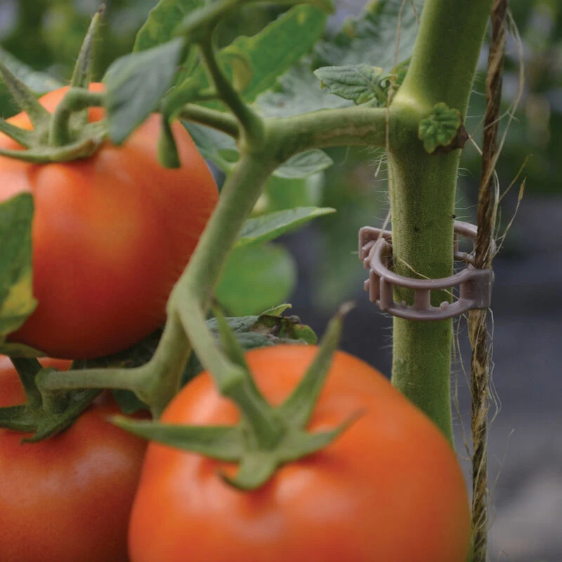 Compostable Trellis Clips – 500 Count 1 Compostable Trellis Clips – 500 Count