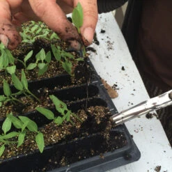 Widger -US Garden Supplies Sales 2024 07340 02 widger apppic