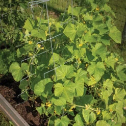 Cucumber Trellis – 48"