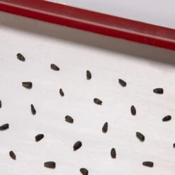 Seed Plate E264 -US Garden Supplies Sales 2024 07661 02 e264