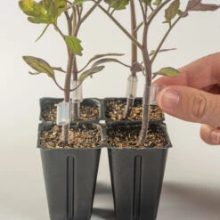 Top-Grafting Clips With Channel – 2.8 Mm -US Garden Supplies Sales 2024 07904 02 grafting clips