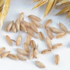 Hulless Oats (Streaker)