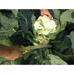 Harvest Machete – 10" 3 Harvest Machete – 10" -US Garden Supplies Sales 2024 09721 02 sshrvstmachete