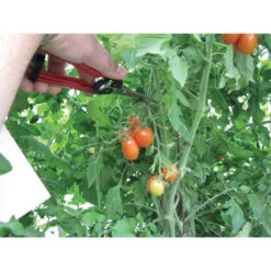 Grape & Tomato Shears -US Garden Supplies Sales 2024 09767 02 curvedgrapetomatoshears
