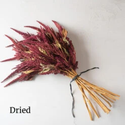 Red Spike -US Garden Supplies Sales 2024 3786 04 redspike dried flower