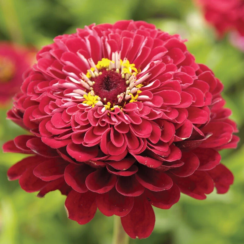 Giant Dahlia Flowered Deep Red 1 Giant Dahlia Flowered Deep Red