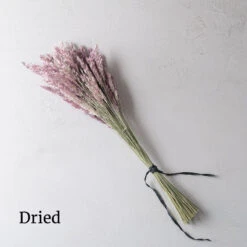 Savannah Grass -US Garden Supplies Sales 2024 4668 03 savannahgrass dried flower