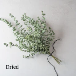 Baby Blue Bouquet -US Garden Supplies Sales 2024 4770 03 babybluebouquet dried flower