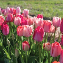 Blush Blend -US Garden Supplies Sales 2024 4844 01 blushblend