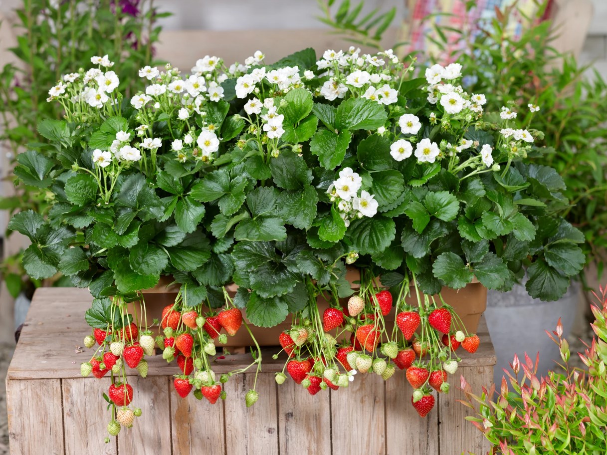 Gazebo Parts Direct Sales Store -US Garden Supplies Sales 2024 Dingtalk 20240520112232