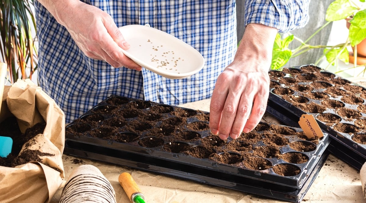 Gazebo Parts Direct Sales Store -US Garden Supplies Sales 2024 planting tomato seeds in plastic forms